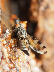 Pseudotephritis vau