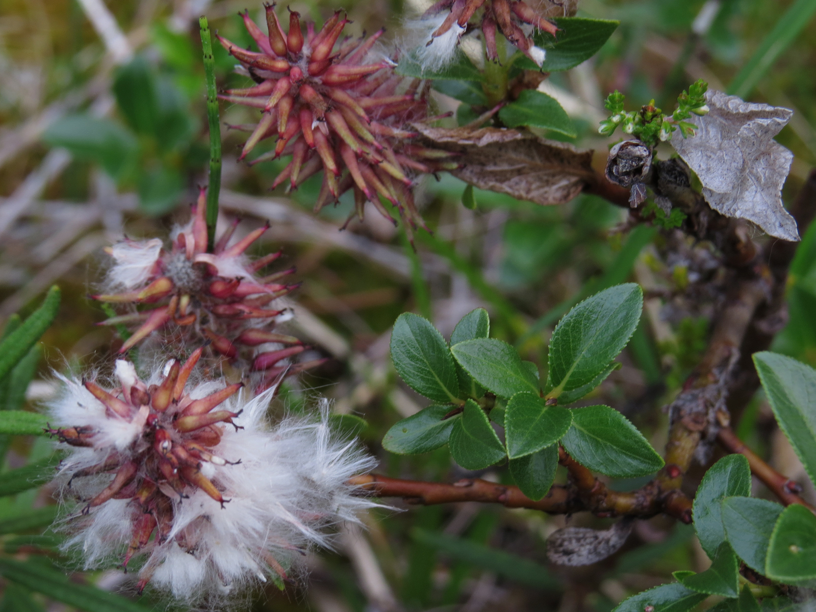 Salix myrsinites
