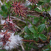 Salix myrsinites - Photo (c) Kari Pihlaviita,  זכויות יוצרים חלקיות (CC BY-NC)