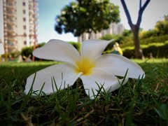 Plumeria obtusa