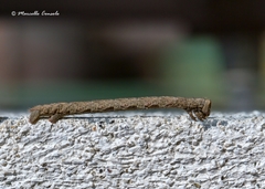 Peribatodes rhomboidaria