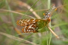 Euphydryas colon