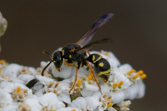 Parancistrocerus vagus