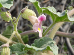Proboscidea althaeifolia
