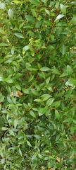 Magnoliopsida