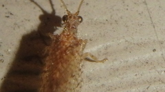 Micromus posticus