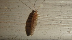 Micromus posticus