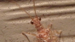 Micromus posticus