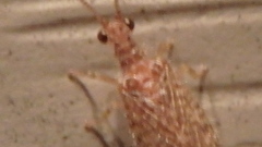 Micromus posticus