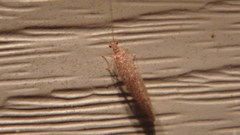 Micromus posticus