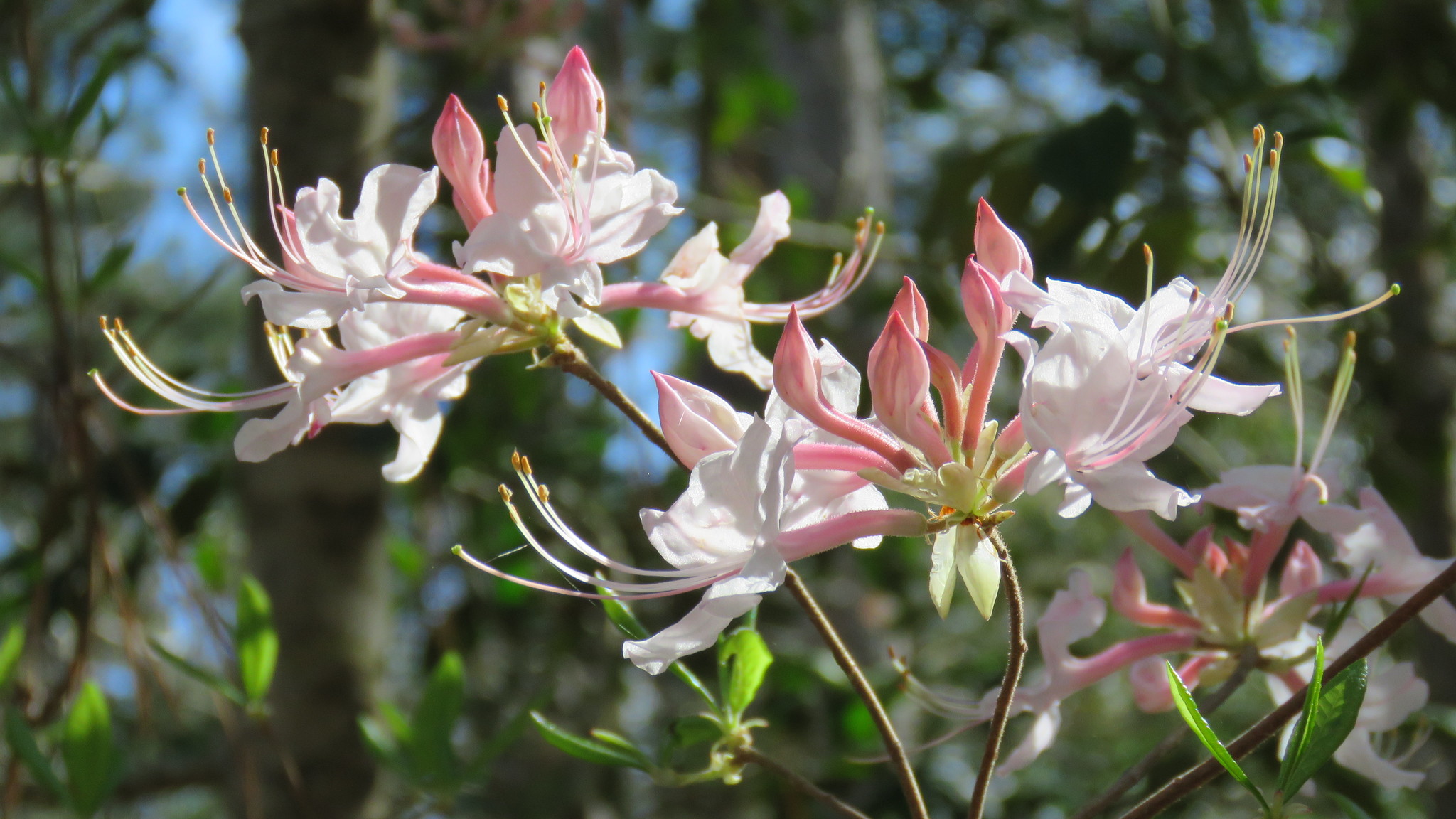 Rhododendron canescens