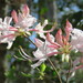 Rhododendron canescens - Photo (c) Laura Clark,  זכויות יוצרים חלקיות (CC BY), הועלה על ידי Laura Clark