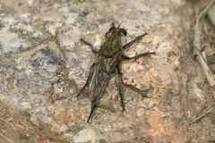 Efferia okanagana