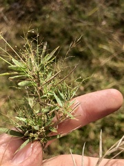 Dichanthelium wrightianum