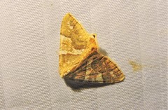 Rindgeria ornata