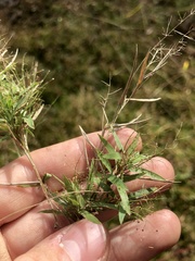 Dichanthelium wrightianum