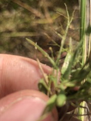 Dichanthelium wrightianum