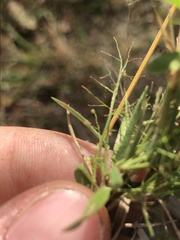 Dichanthelium wrightianum