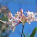 Rhododendron canescens - Photo (c) Laura Clark,  זכויות יוצרים חלקיות (CC BY), uploaded by Laura Clark