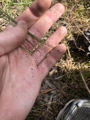 Muhlenbergia torreyana