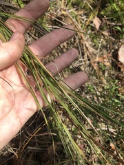 Muhlenbergia torreyana