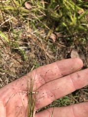 Muhlenbergia torreyana