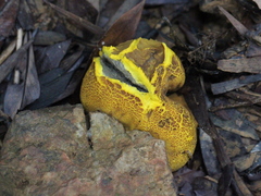 Scleroderma sinnamariense