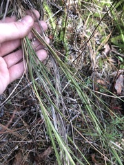 Muhlenbergia torreyana