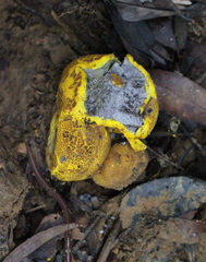 Scleroderma sinnamariense