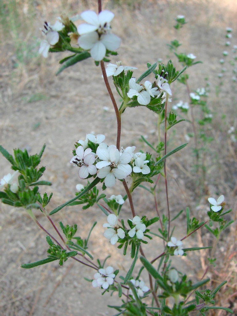 Calycadenia