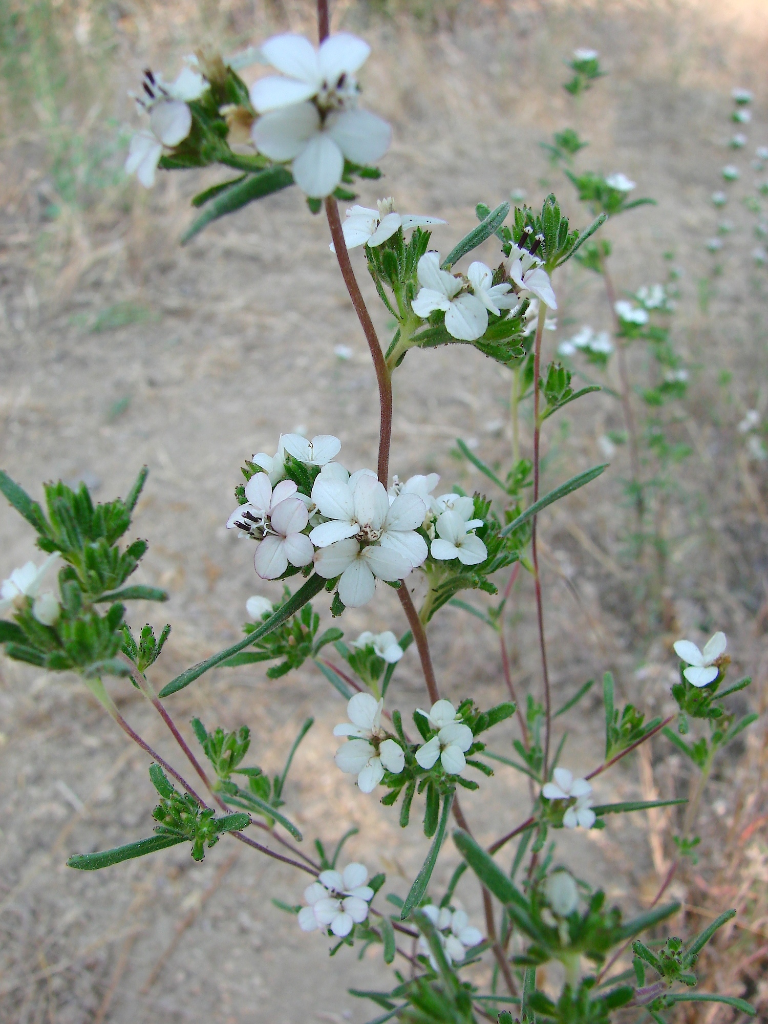 Calycadenia