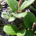 Salix reticulata - Photo (c) Peter Fenďa,  זכויות יוצרים חלקיות (CC BY-NC-ND)