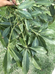 Ceiba speciosa