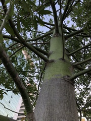 Ceiba speciosa