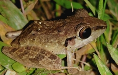 Pristimantis achatinus