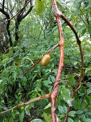 Actinidia callosa discolor