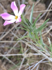 Phlox longifolia