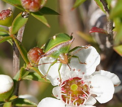 Cuspicona apothoracica