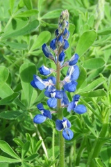 Lupinus subcarnosus