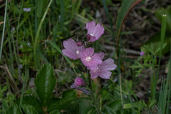 Sidalcea malviflora