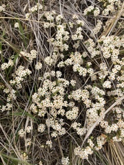 Pimelea oreophila lepta