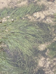Zostera muelleri