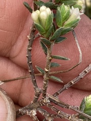 Pimelea oreophila lepta