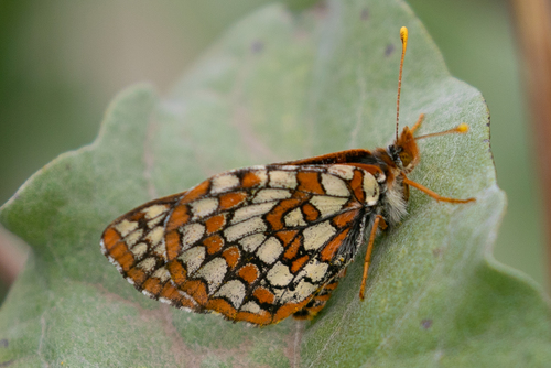 Anicia Checkerspot