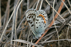 Euphilotes heracleoides