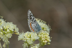 Euphilotes heracleoides