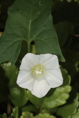 Calystegia marginata