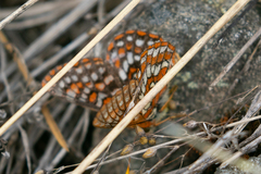 Euphydryas anicia
