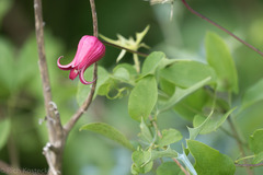 Clematis texensis