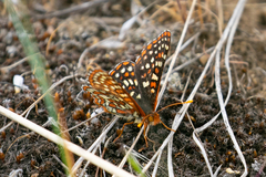 Euphydryas anicia
